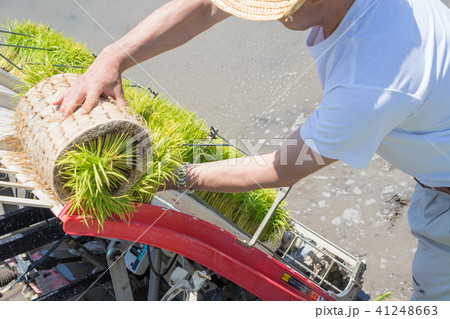 田植え 田植え 41248663