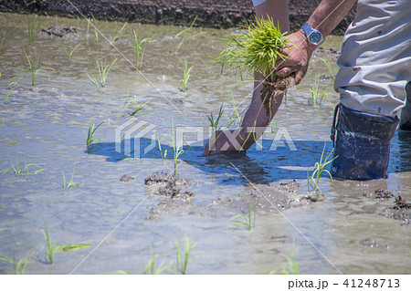 田植え 41248713