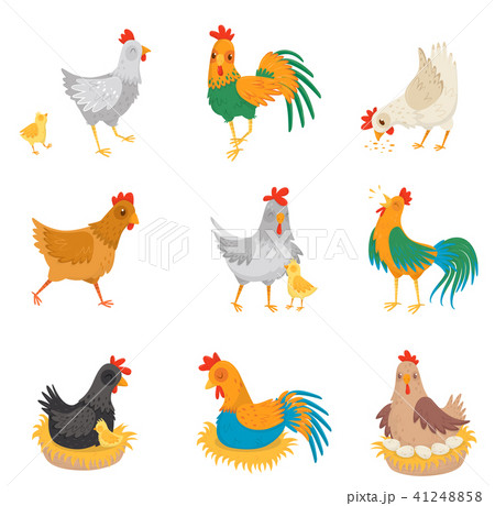 Flat vector set with chickens, little chicks and roosters. Farm birds. Domestic fowl. Elements for 41248858
