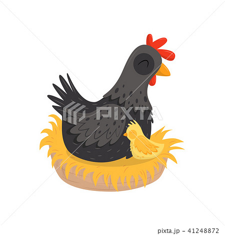 Black hen with yellow chick sitting in nest. Farm birds. Poultry farming theme. Flat vector element 41248872