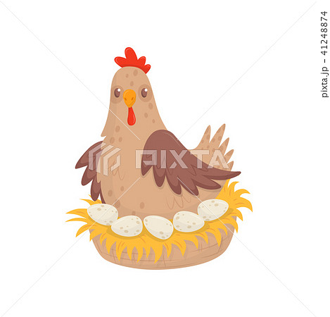 Chicken sitting in nest with eggs. Domestic fowl. Poultry farming theme. Flat vector for advertising 41248874