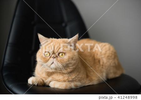 Cute fluffy exotic shorthair or persian cat sitting on a chair 41248998