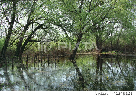 Landscape with flooding in marshland in spring 41249121
