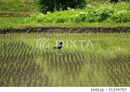 岩手遠野　日本の原風景　新緑の季節 41249707
