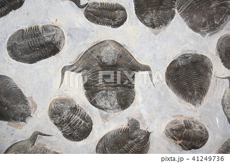 Petrified fossil trilobites 41249736
