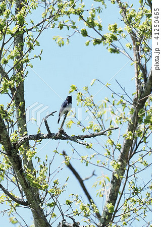オオルリの雄 41250465