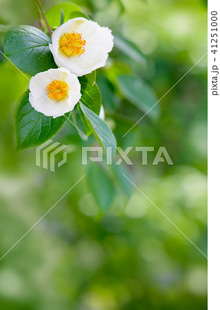 シャラノキ　沙羅　夏椿 41251000