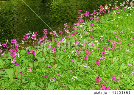 クリンソウ 41251361