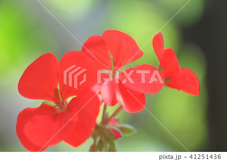 ゼラニウム ゼラニウム 41251436
