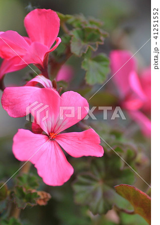 ゼラニウム 41251552