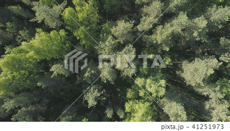 Aerial top view flight over mixed forest on a sunny summer day 41251973