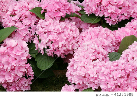 紫陽花 アジサイ 紫陽花 アジサイ 41251989