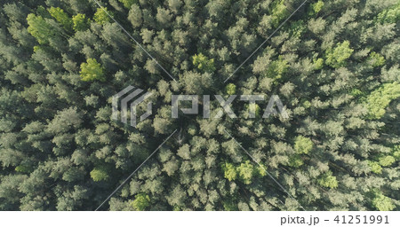 Aerial top view flight over mixed forest on a sunny summer day Aerial top view flight over mixed forest on a sunny summer day 41251991