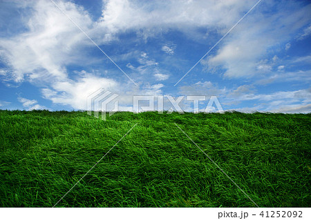 風になびく草原 青空 風になびく草原 青空 41252092