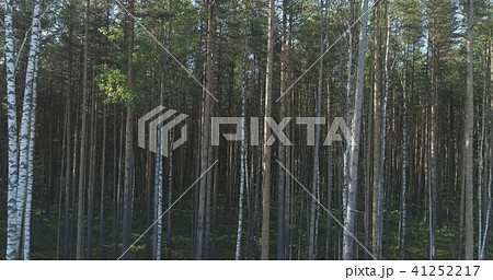 Aerial low flight over mixed forest on a sunny summer day 41252217