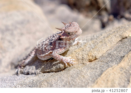 Desert Horned Lizard 41252807