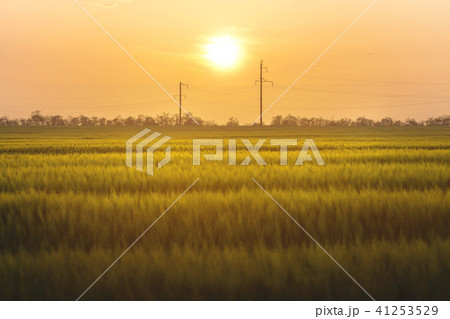 Sunset on a green wheat field with power lines Sunset on a green wheat field with power lines 41253529