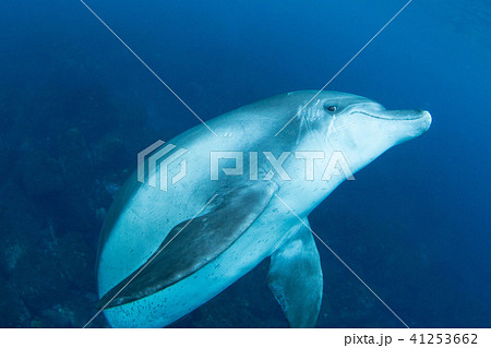 イルカ 41253662