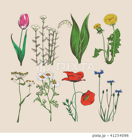 Vintage hand drawn flowers and herbs Vintage hand drawn flowers and herbs 41254096