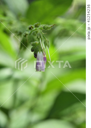 ヒレハリソウ 41254236