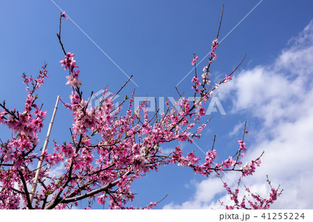 清水白桃～花～ 41255224