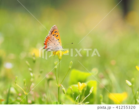 野原のシジミチョウ 41255320