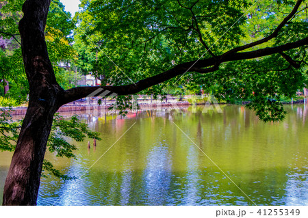 善福寺池の木陰 善福寺池の木陰 41255349