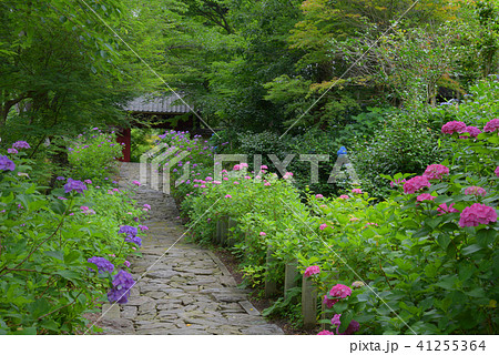 本光寺 紫陽花 本光寺 紫陽花 41255364