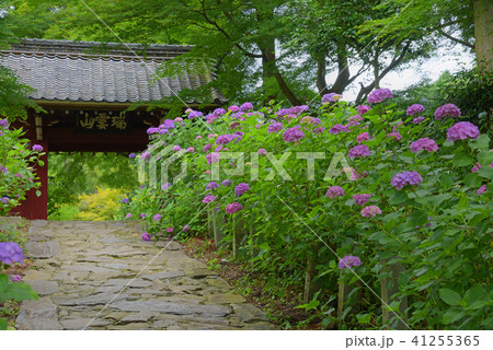 本光寺 紫陽花 本光寺 紫陽花 41255365