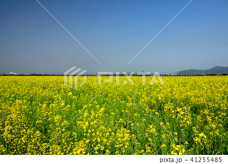 道の駅「笠岡ベイファーム」~菜の花~ 道の駅「笠岡ベイファーム」~菜の花~ 41255485