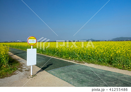 道の駅「笠岡ベイファーム」～菜の花～ 41255486