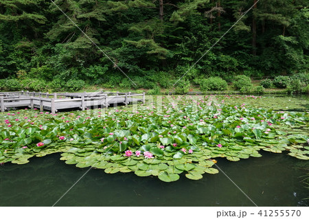 室山池の睡蓮 安曇野市 室山池の睡蓮 安曇野市 41255570