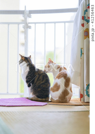 猫　ネコ　2匹　茶トラ　三毛 41256463