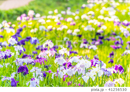 小田原城あじさい花菖蒲まつり2018 小田原城あじさい花菖蒲まつり2018 41256530