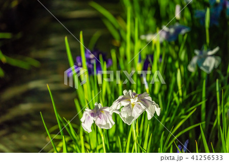 小田原城あじさい花菖蒲まつり2018 ライトアップ 小田原城あじさい花菖蒲まつり2018 ライトアップ 41256533