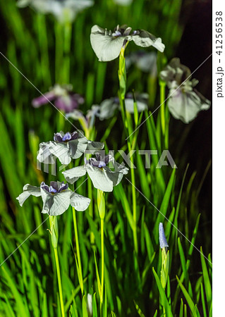 小田原城あじさい花菖蒲まつり2018 ライトアップ 41256538