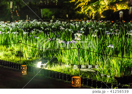 小田原城あじさい花菖蒲まつり2018 ライトアップ 小田原城あじさい花菖蒲まつり2018 ライトアップ 41256539