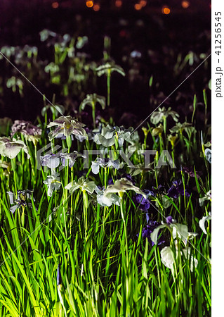 小田原城あじさい花菖蒲まつり2018 ライトアップ 41256545