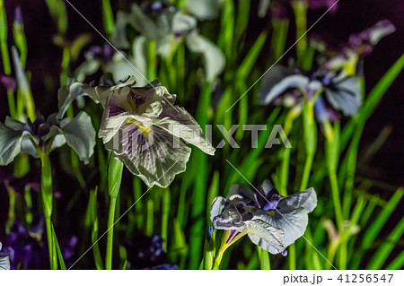 小田原城あじさい花菖蒲まつり2018 ライトアップ 41256547