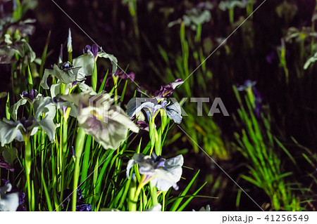 小田原城あじさい花菖蒲まつり2018 ライトアップ 41256549