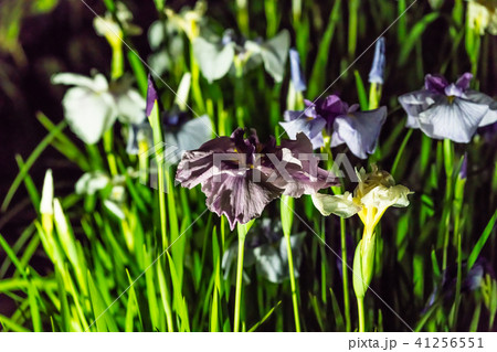 小田原城あじさい花菖蒲まつり2018 ライトアップ 41256551