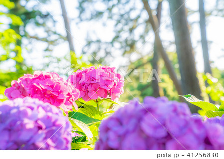 小田原城あじさい花菖蒲まつり2018 41256830