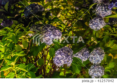 小田原城あじさい花菖蒲まつり2018 ライトアップ 小田原城あじさい花菖蒲まつり2018 ライトアップ 41257042