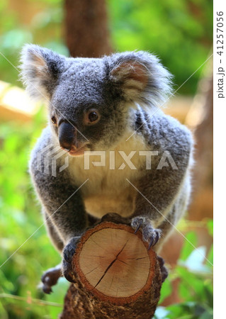 コアラ 41257056