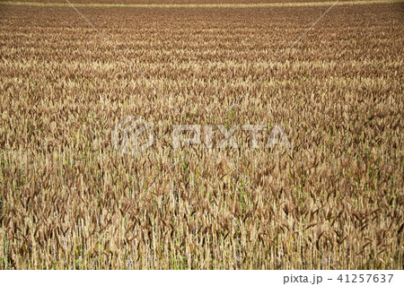麦畑 41257637