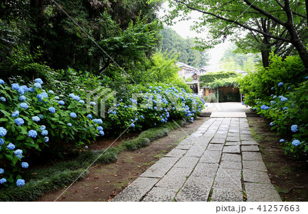 紫陽花　水戸八幡宮　茨城県水戸市 41257663