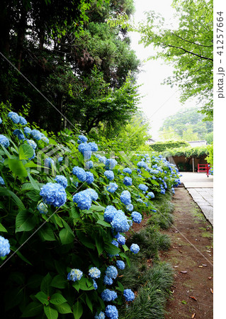 紫陽花　水戸八幡宮　茨城県水戸市 41257664