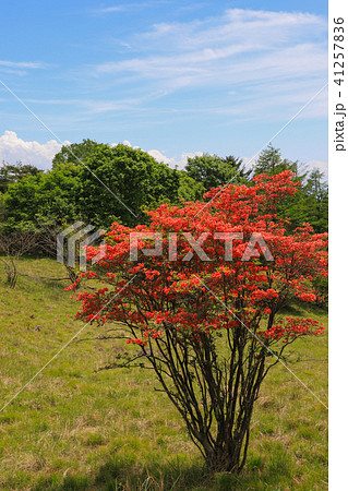 三窪高原のレンゲツツジ 三窪高原のレンゲツツジ 41257836