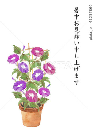 暑中お見舞いハガキ 鉢植え朝顔 41257860