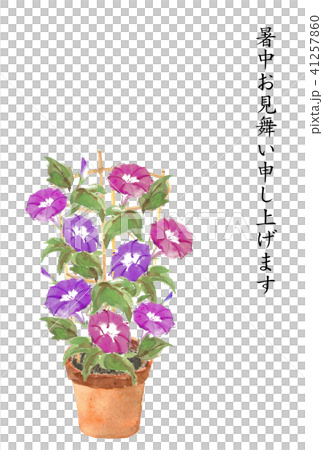 暑中お見舞いハガキ 鉢植え朝顔 41257860